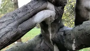 Hannover Berggarten: Zero in a pussy of a tree! A woman is a tree, says veteran environmental and humanitarian activists Khalid Osman.