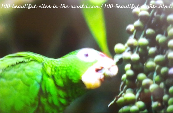 100 Beautiful Sights in the World: 100 Beautiful Birds.