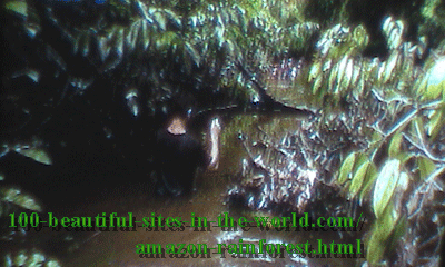 Amazon River feeds the spirit of the forests