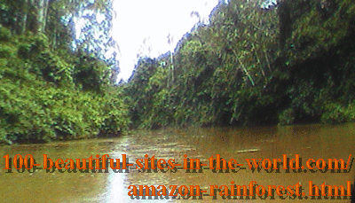 The Amazon running through the rainforests