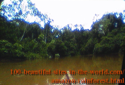 Beautiful Amazonian Pictures: The Amazonian Rainforest Full of Waters.