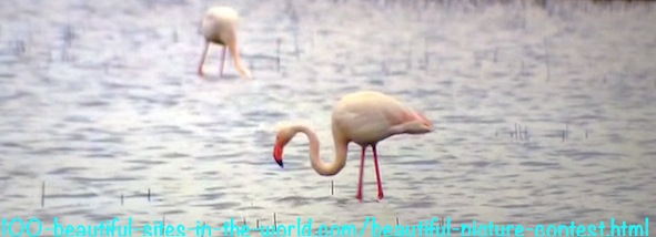 Beautiful Picture Contest: Beautiful Flamingos of Camargue.
