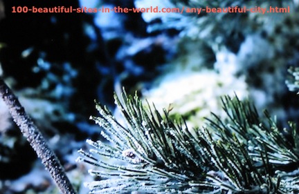 Beautiful Photos: The Snow Colors in the Forest.