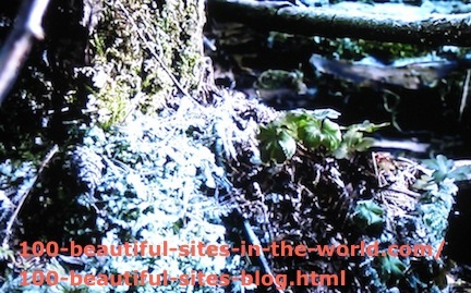 Beautiful Photos: Snowy Nature in the Forest.