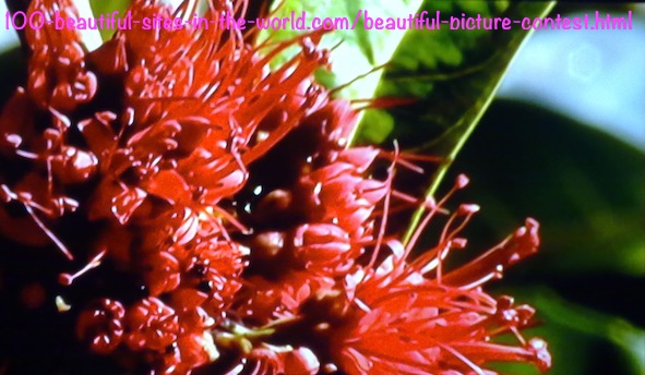 Beautiful Picture Contest: Beautiful Red Flowers.