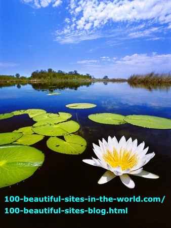The Beautiful Waterlily of Okavango Delta in Botswana.