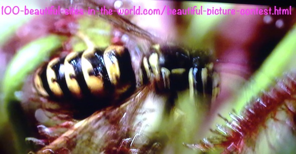 Beautiful Picture Contest: Beautiful Bee Inside the Flowers.