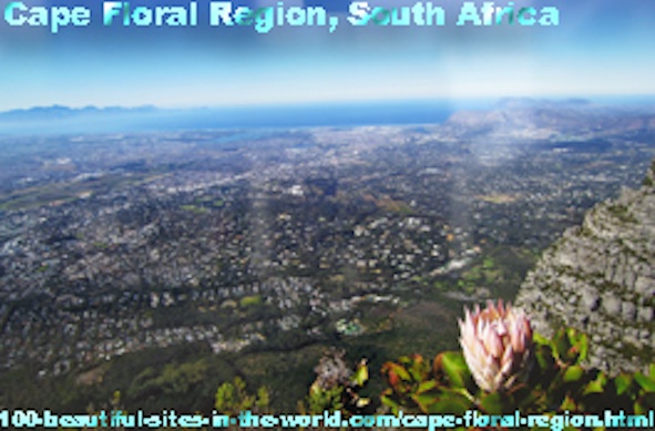 Cape Floral Region, the Floral Kingdom of Fine Bush in South Africa