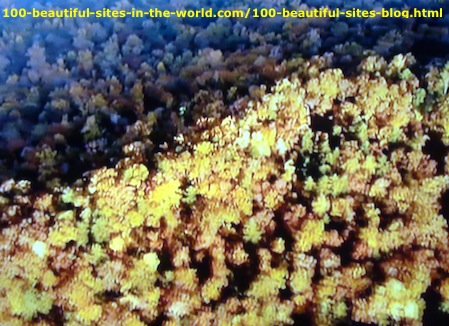 Cape Floral Region: Underwater Species in 100 Beautiful Sceneries.