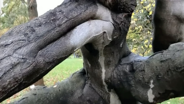 Hannover Berggarten: Zero in a pussy of a tree! A woman is a tree, says veteran environmental and humanitarian activists Khalid Osman.