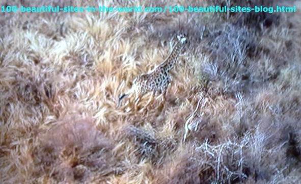 Giraffes in the bush near the beautiful Maun village in the Botswana Okavango Delta.