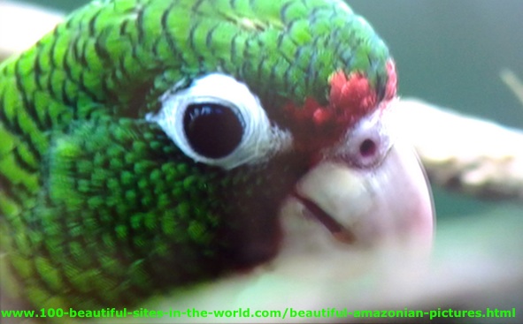 Beautiful Amazonian Pictures: Green Macaw in Amazonia.