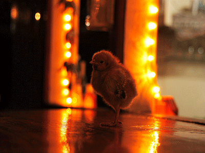Mariners Cafe, Pangai, Lifuka, Beautiful Haapai Islands, Tonga Mariners Cafe, Pangai, Lifuka, Beautiful Haapai Islands, Tonga