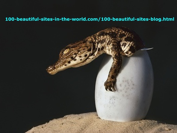 Crocodylus Niloticus. The Nile Crocodile of Okavango Delta in Botswana Hatching.