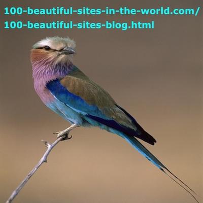 Birds of Okavango Rivers Delta, Lilac Breasted Roller, Coracias Caudata.