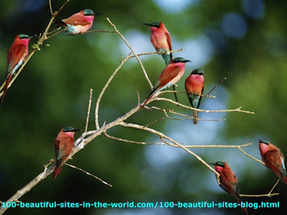 The Southern Carmine Bee Eaters in Okavango Delta in Botswana.