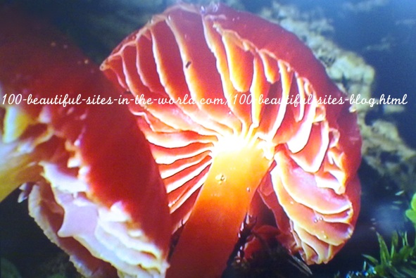 100 Beautiful Sights: When the Beautiful Nature Evolves in Amazonia.