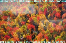 Boreal Forest in Charlevoix region, Quebec, Canada Boreal Forest in Charlevoix region, Quebec, Canada