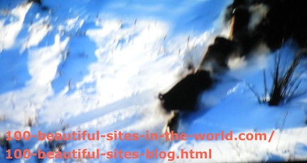 travel photography, snow animal hunting