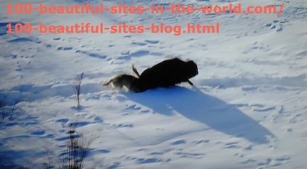 travel photography, snow animal hunting 2