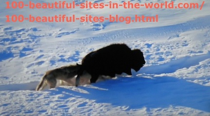 travel photography, snow animal hunting 4