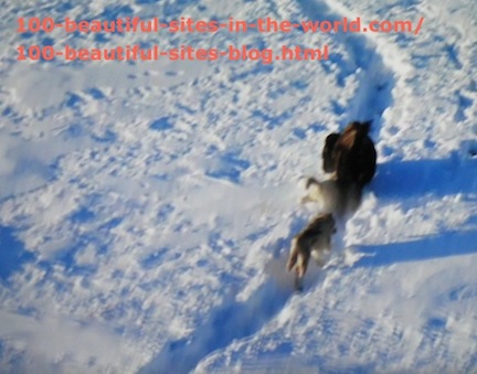 travel photography, snow animal hunting 5