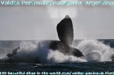 Valdes Peninsula Patagonia Argentina Valdes Peninsula Patagonia Argentina